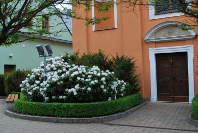 Rhododendron - pěnišník - v květu u kaple